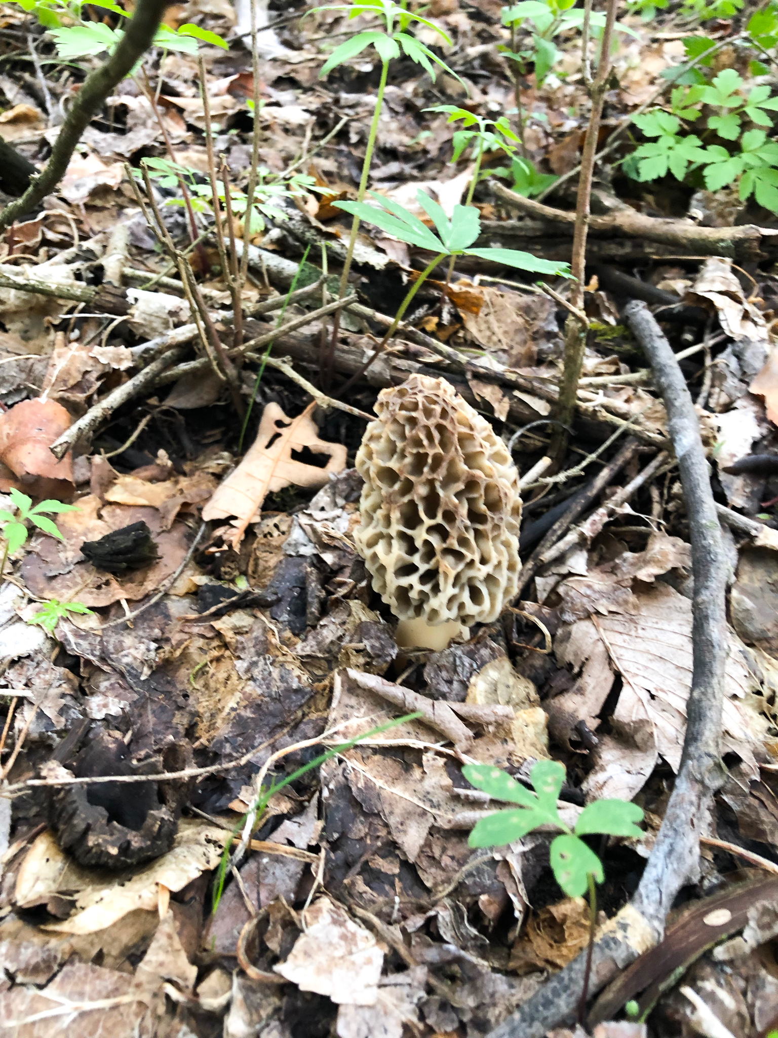 Morel Mushrooms: Finding And Frying - EMILY BELLOMA